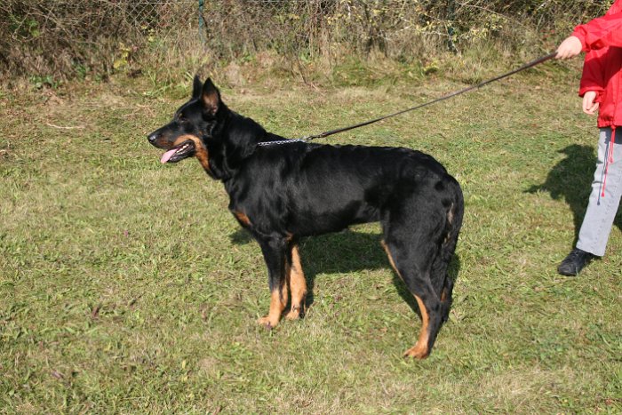 Birmane De Montclea (5)